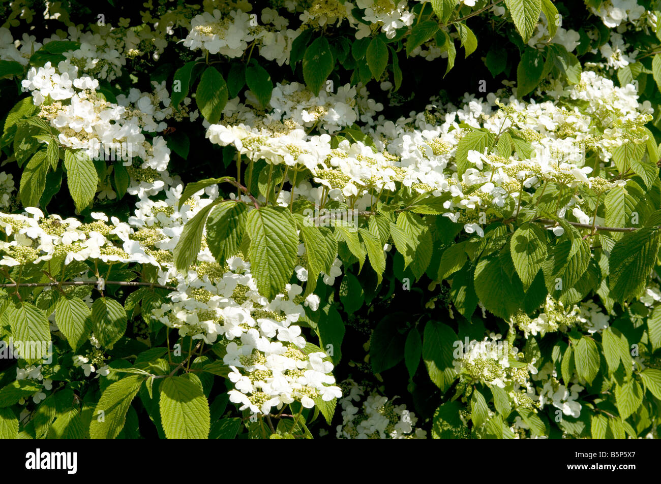 Viburnum plicaum `Mariesii` Stock Photo Alamy